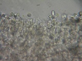 Mycena metata image