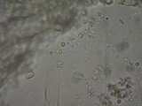 Mycena metata image