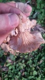 Desarmillaria tabescens image
