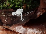 Hemimycena lactea image