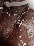 Hemimycena lactea image