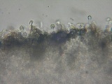 Hemimycena lactea image