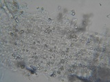 Hemimycena lactea image