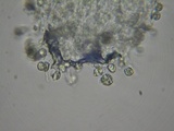 Hemimycena lactea image