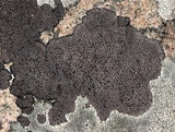 Rhizocarpon eupetraeum image