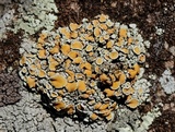 Rhizoplaca subdiscrepans image
