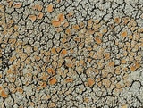 Rhizoplaca subdiscrepans image