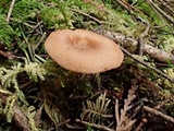 Clitocybe radicellata image