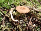 Clitocybe radicellata image