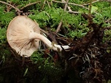 Clitocybe radicellata image