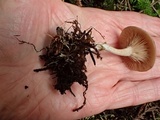 Clitocybe radicellata image