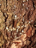 Propolis leonis image