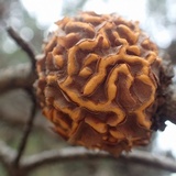 Cronartium quercuum image