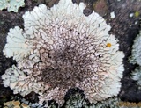 Lecanora garovaglii image