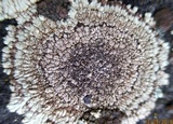 Lecanora garovaglii image