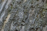 Thelomma occidentale image