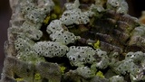 Thelomma occidentale image