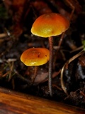 Xeromphalina fulvipes image