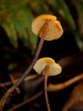 Xeromphalina fulvipes image