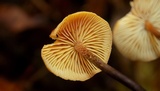 Xeromphalina fulvipes image