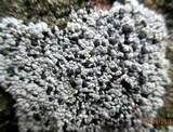 Lecidea tessellata image