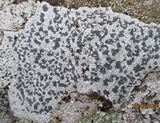 Lecidea tessellata image