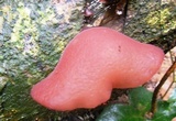 Auricularia fuscosuccinea image