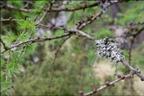Hypogymnia physodes image