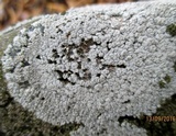 Lecanora rupicola var. rupicola image