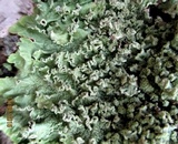 Flavopunctelia soredica image