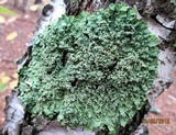 Flavopunctelia soredica image