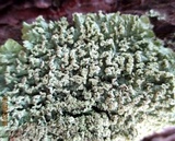 Flavopunctelia soredica image