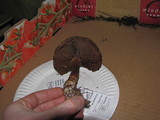 Cortinarius uraceus image