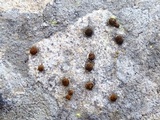 Protoblastenia calva image