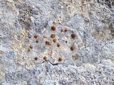 Protoblastenia calva image