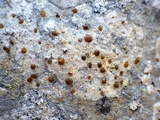 Protoblastenia calva image