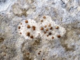 Protoblastenia calva image