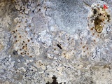Protoblastenia calva image