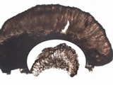 Protoblastenia calva image