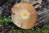 Kuehneromyces mutabilis image