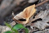 Kuehneromyces mutabilis image