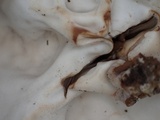 Discina ancilis image