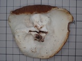 Discina ancilis image