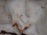 Discina ancilis image