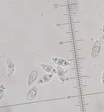 Discina ancilis image