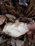 Discina ancilis image