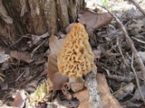 Morchella americana image