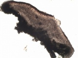 Lecania spadicea image
