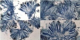 Lecania spadicea image