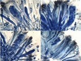 Lecania spadicea image